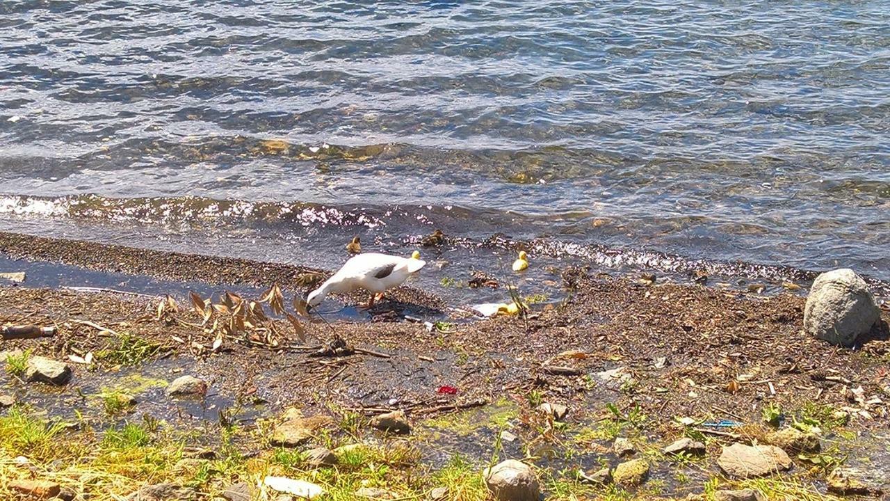 Centro E Spiaggia Ambra Anguillara Sabazia Εξωτερικό φωτογραφία